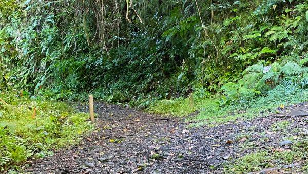 Mount Alava  Access Road Rehabilitation