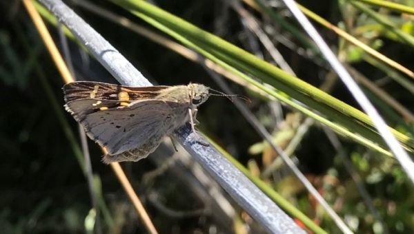 Providing new food sources for native fauna