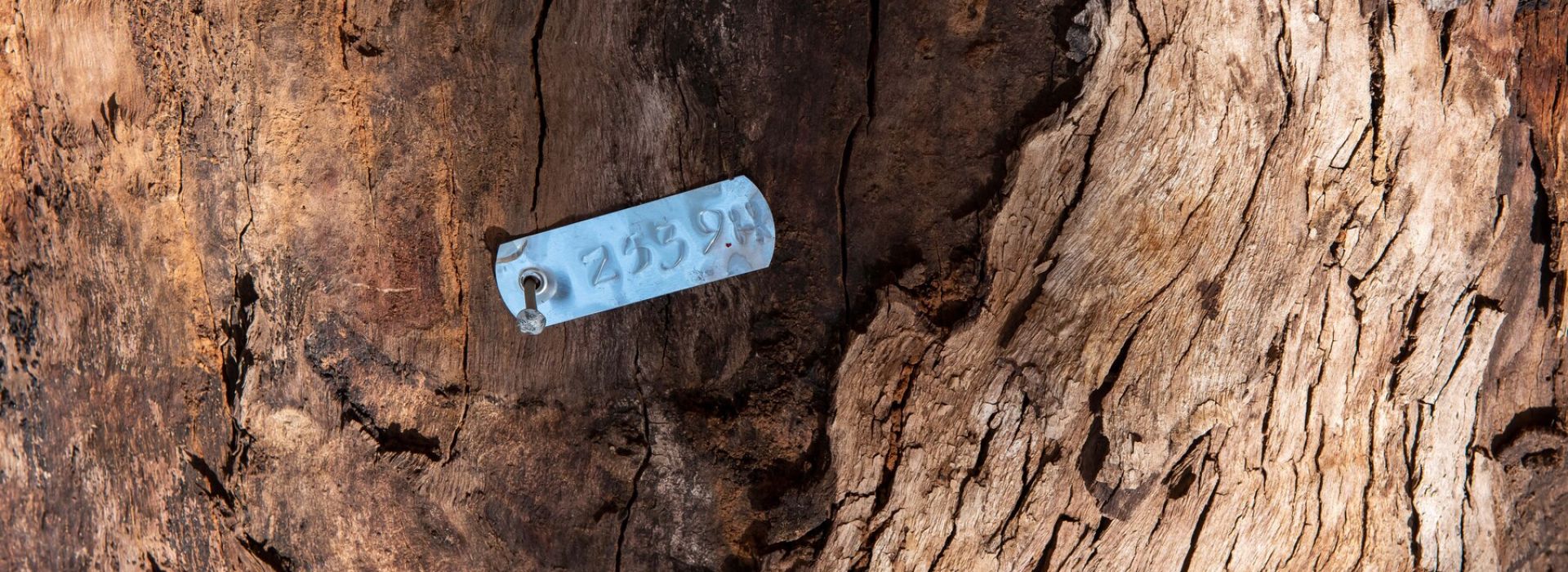 Large Old Tree Retention using GIS